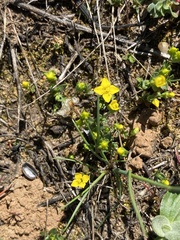 Cicendia quadrangularis