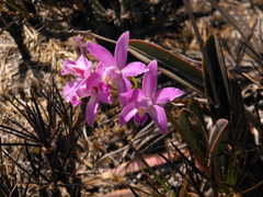 Cattleya rupestris