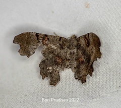 Hyalinetta circumflexa