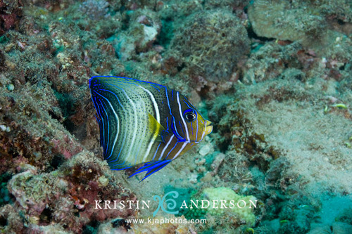 Semicircle Angelfish