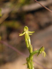 Habenaria mello-barretoi
