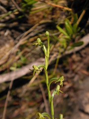 Habenaria mello-barretoi