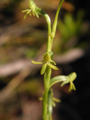 Habenaria mello-barretoi