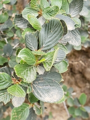 Cercocarpus betuloides betuloides