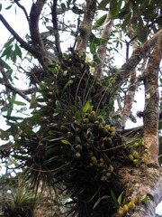 Bulbophyllum cribbianum