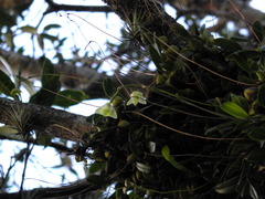 Bulbophyllum cribbianum