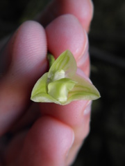 Bulbophyllum cribbianum