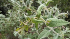 Lepechinia cardiophylla