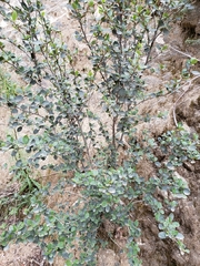 Cercocarpus betuloides betuloides