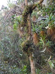 Bulbophyllum cribbianum