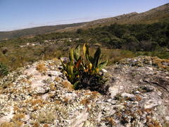 Bifrenaria