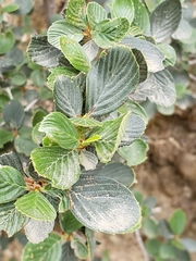 Cercocarpus betuloides betuloides