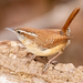 Carolina Wren - Photo (c) Andrew Murray, some rights reserved (CC BY), uploaded by Andrew Murray