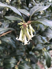 Osmanthus suavis