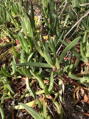 Delosperma litorale