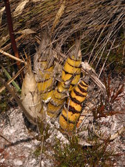 Cyrtopodium parviflorum