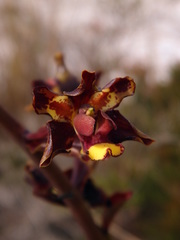 Cyrtopodium parviflorum