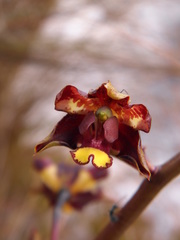 Cyrtopodium parviflorum