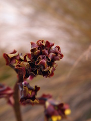Cyrtopodium parviflorum