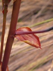 Cyrtopodium parviflorum