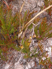 Cyrtopodium parviflorum