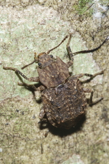 Syrphetodes marginatus