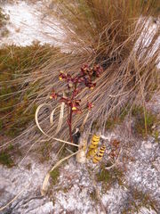 Cyrtopodium parviflorum
