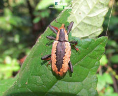 Heilipus catagraphus