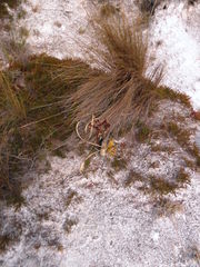 Cyrtopodium parviflorum