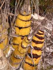 Cyrtopodium parviflorum
