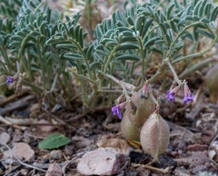 Astragalus allochrous