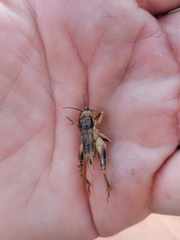 Anurogryllus arboreus