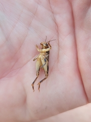 Anurogryllus arboreus