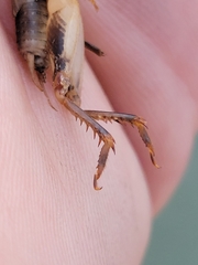 Anurogryllus arboreus