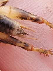 Anurogryllus arboreus