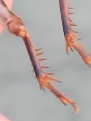 Anurogryllus arboreus