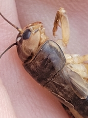 Anurogryllus arboreus