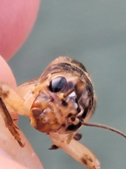 Anurogryllus arboreus