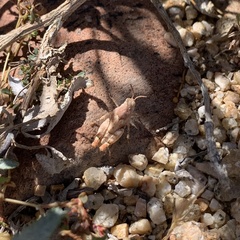 Cibolacris parviceps