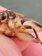 Anurogryllus arboreus