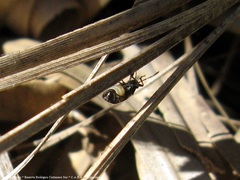 Ochrimnus cinctipennis