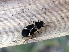 Ochrimnus cinctipennis