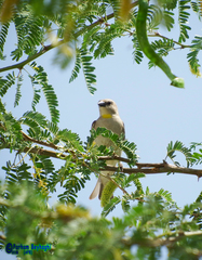 Gymnoris xanthocollis