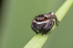 Carrhotus coronatus