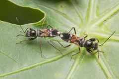Caridops globicollis