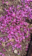 Cercis canadensis