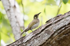 Meliphaga notata