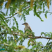 Chestnut-shouldered Petronia - Photo (c) Parham Beyhaghi, some rights reserved (CC BY-NC), uploaded by Parham Beyhaghi