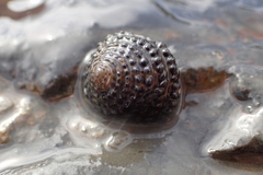 Diloma bicanaliculatum