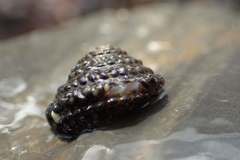 Diloma bicanaliculatum